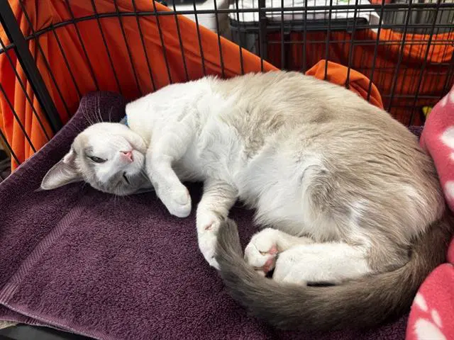 Ice Cream - Siamese
