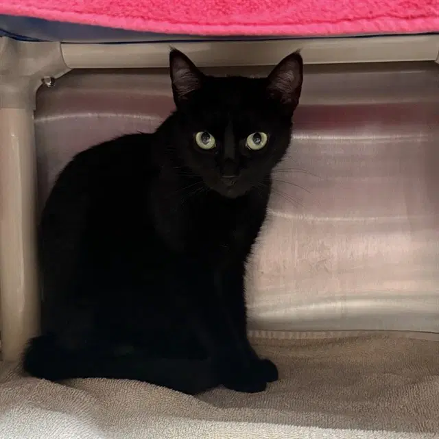 Cinder - Domestic Short Hair
