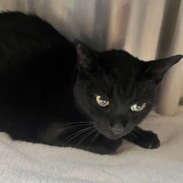 Simon - Domestic Short Hair