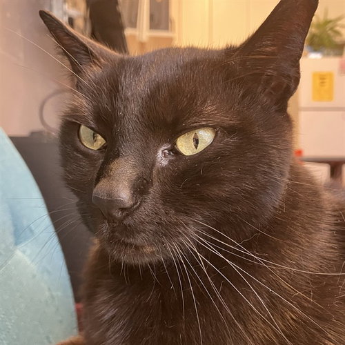 SIMON, a cat for adoption from Friends of the Alameda Animal Shelter