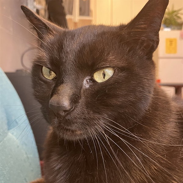 SIMON