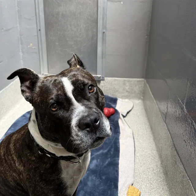Moose - Pit Bull Terrier