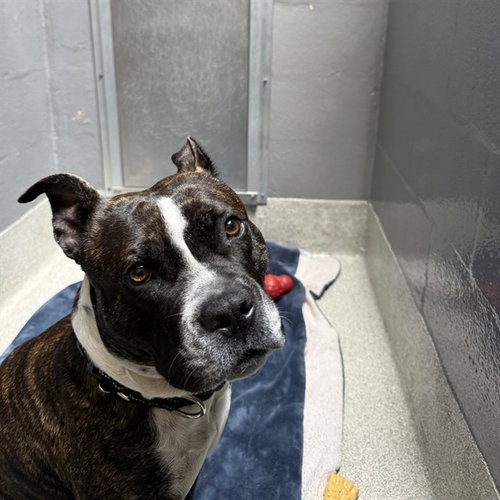 picture of the dog needing adoption