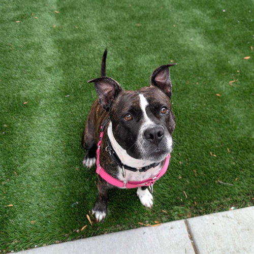 MS MOUSSE, a dog for adoption from Friends of the Alameda Animal Shelter