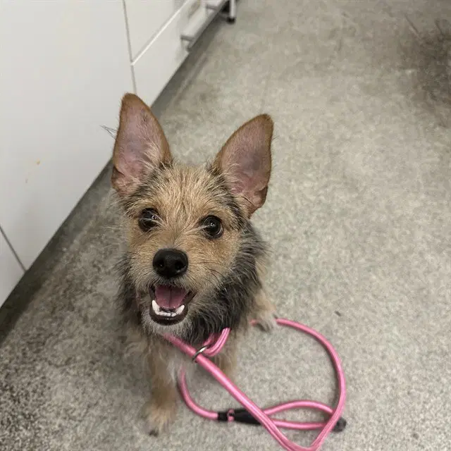 Gator - Yorkshire Terrier Yorkie