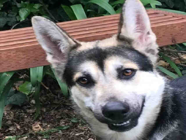 Mahea - German Shepherd Dog