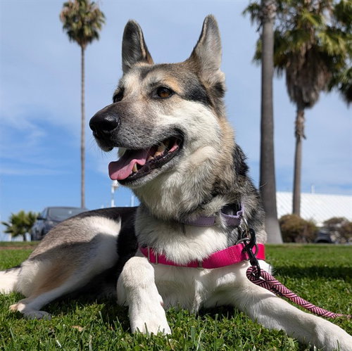 MAHEA, a dog for adoption from Friends of the Alameda Animal Shelter