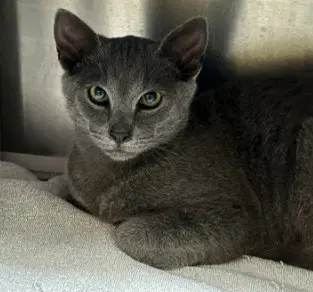 Captain Smoke - Domestic Short Hair