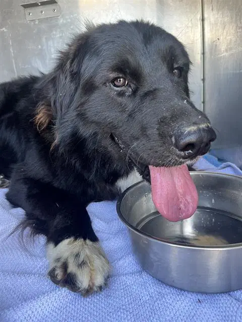Fozzy Bear - Flat-coated Retriever