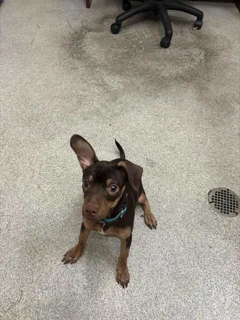 Macklemore - Miniature Pinscher