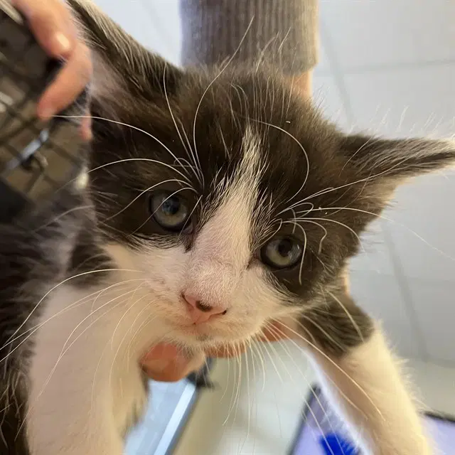 Maggie - Domestic Short Hair