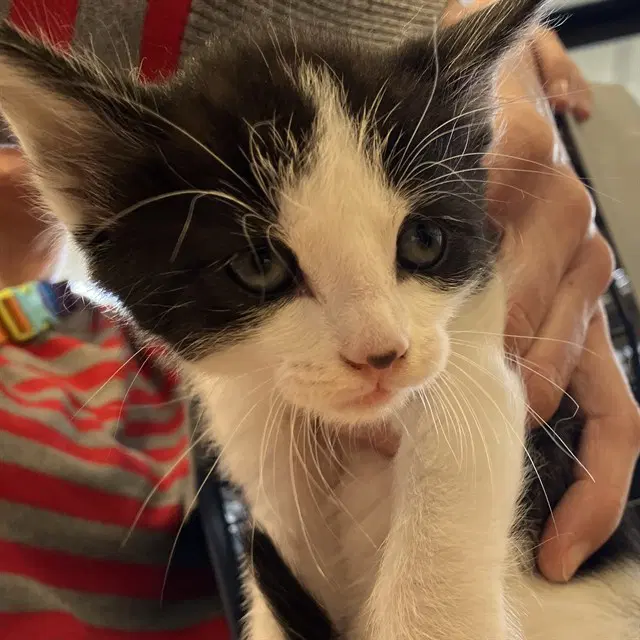 Finch - Domestic Short Hair
