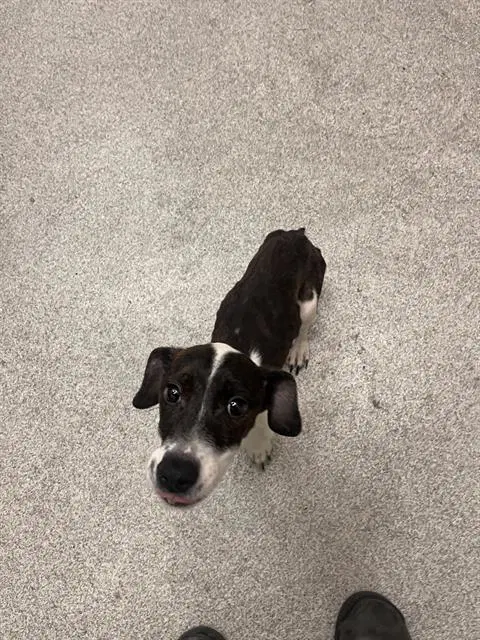 Tilly - Dachshund