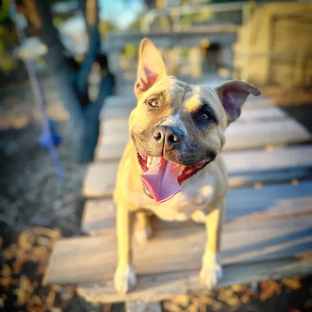 Charm - American Staffordshire Terrier