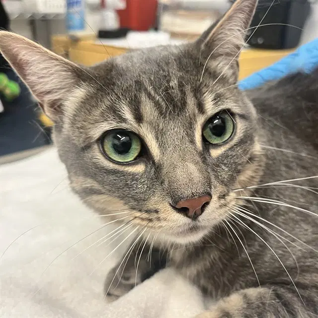 Bleu - Domestic Short Hair