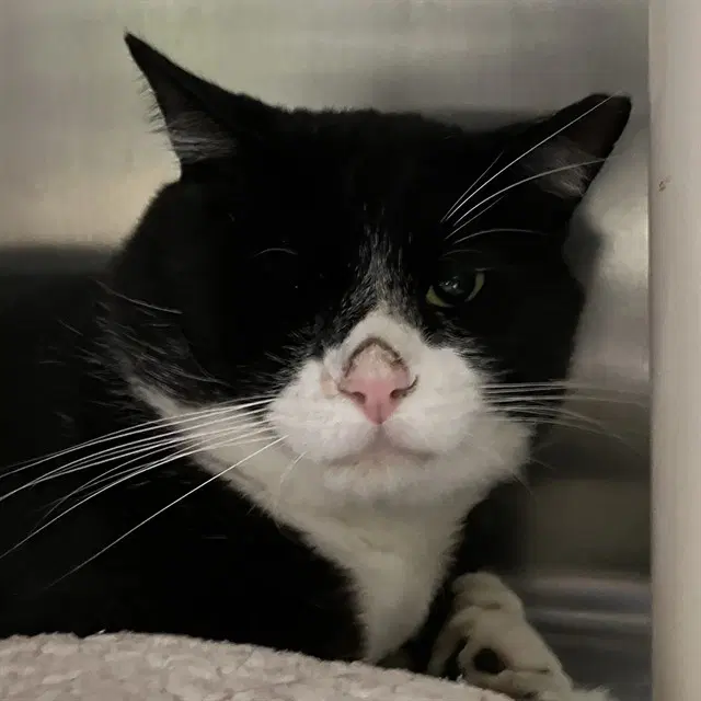 Westley - Domestic Short Hair