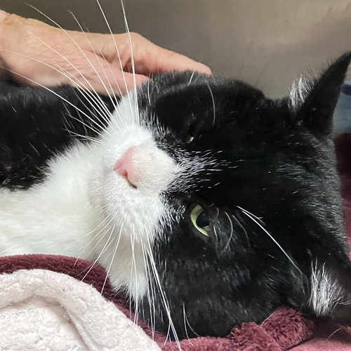WESTLEY, a cat for adoption from Friends of the Alameda Animal Shelter