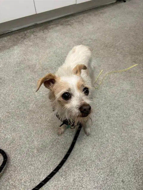 Glenda - Wirehaired Fox Terrier