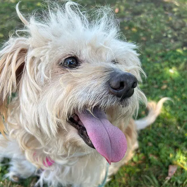 Miller - Australian Terrier