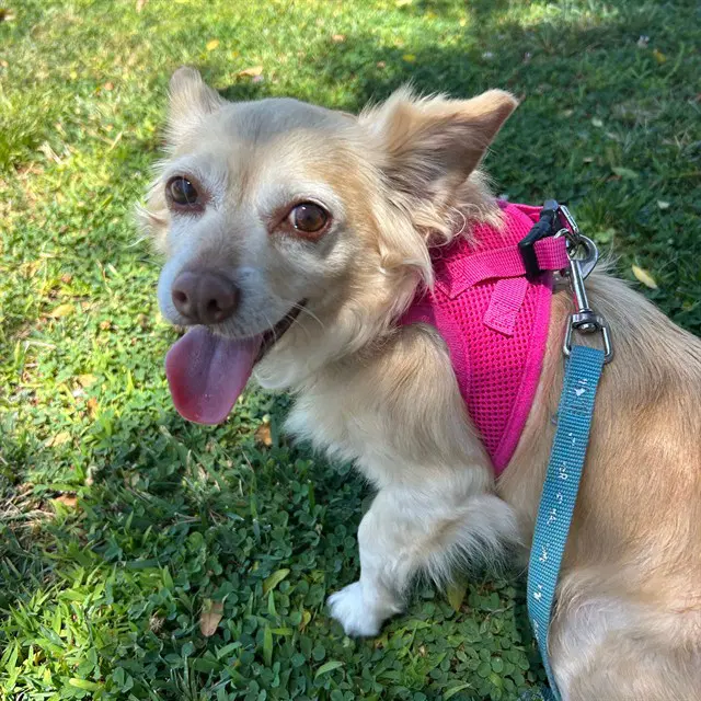Praline - Chihuahua