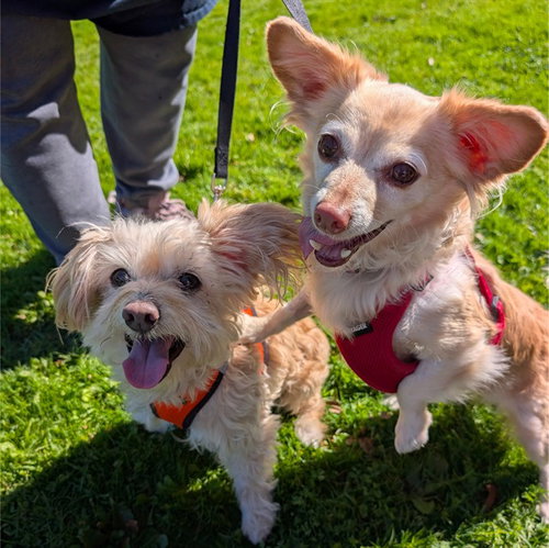 PRALINE, a dog for adoption from Friends of the Alameda Animal Shelter