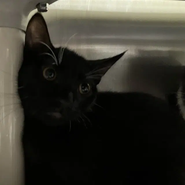 Unknown - Domestic Short Hair