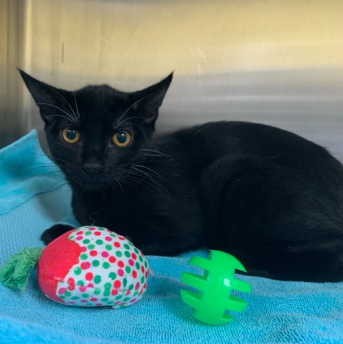 TAROT, a cat for adoption from Friends of the Alameda Animal Shelter