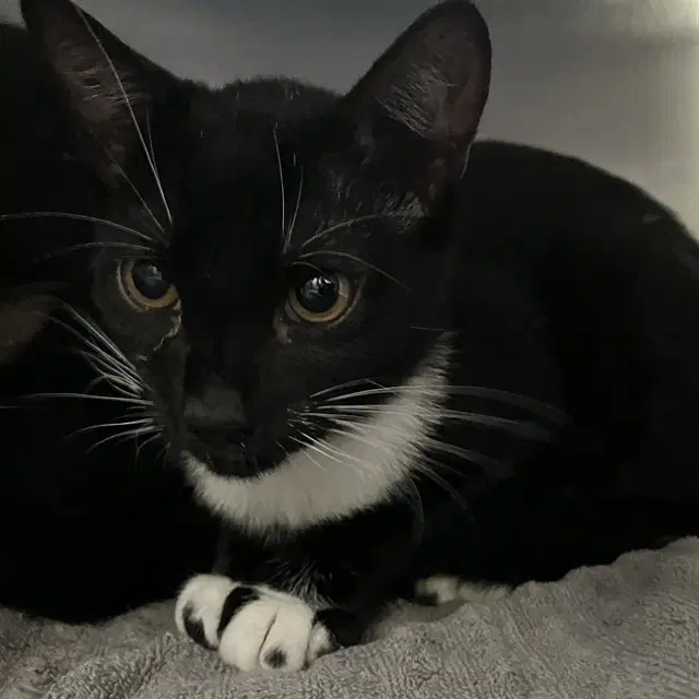Unknown - Domestic Short Hair
