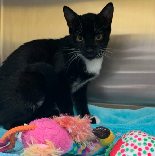 CHARMS, a cat for adoption from Friends of the Alameda Animal Shelter
