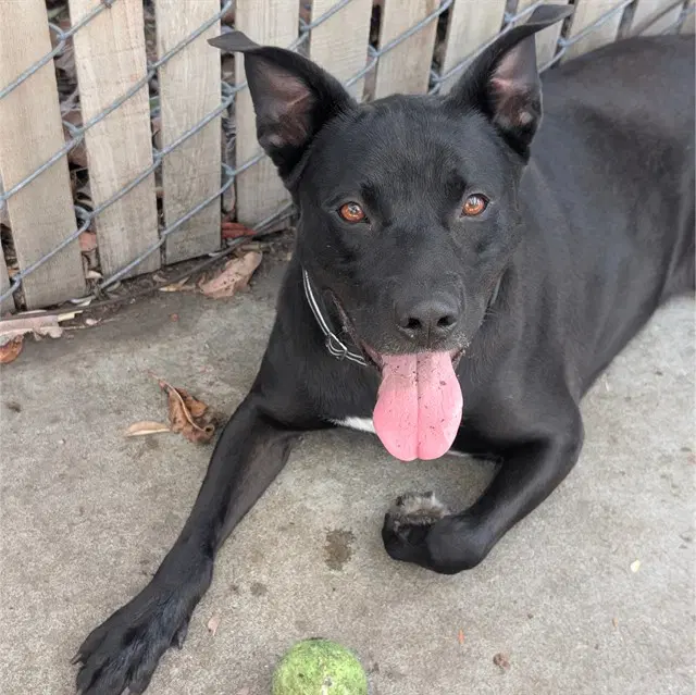 Buddy - Labrador Retriever