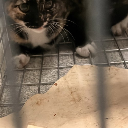 LEYLA, a cat for adoption from Friends of the Alameda Animal Shelter