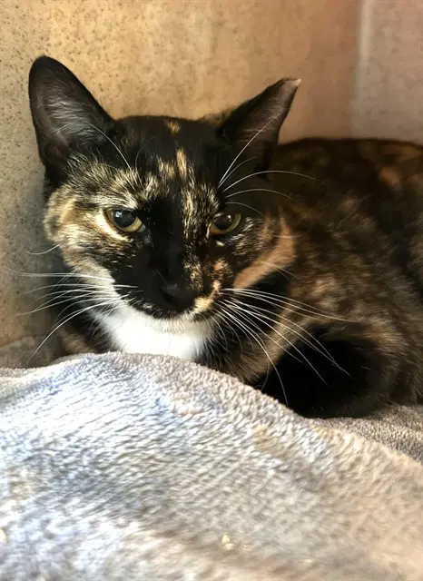 Leyla - Domestic Short Hair
