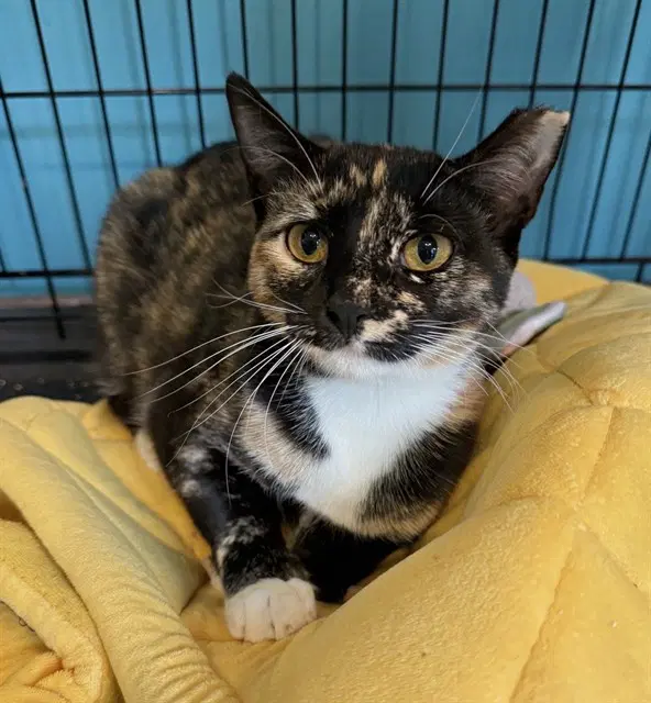 Leyla - Domestic Short Hair