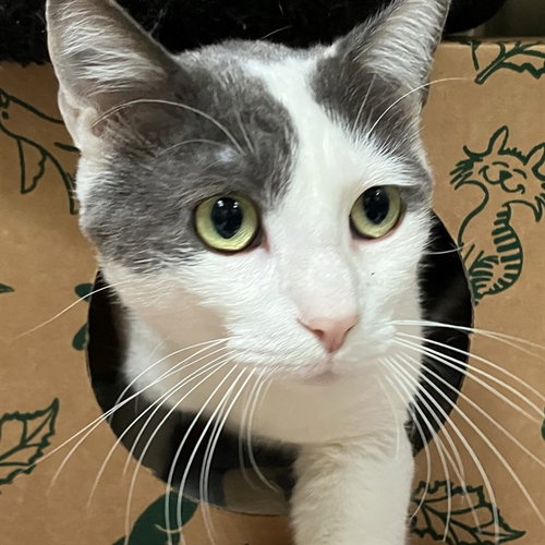 TARJAY, a cat for adoption from Friends of the Alameda Animal Shelter