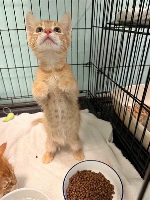 Daryl, Domestic Medium Hair