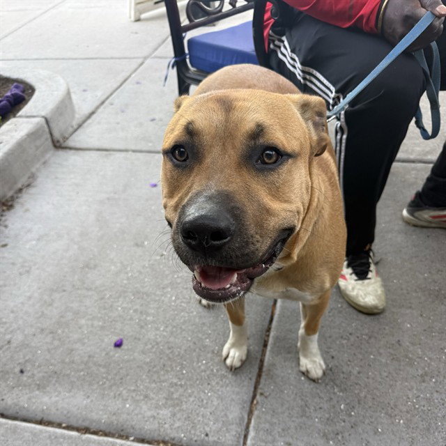 Duke, Pit Bull Terrier