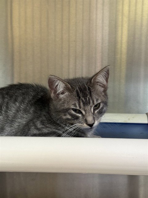 Leslie, Domestic Short Hair