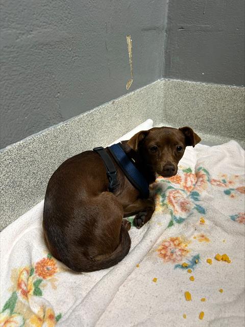 RARITY, a dog for adoption from Friends of the Alameda Animal Shelter