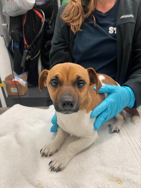 Toby, Chihuahua