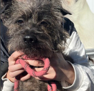 Comet, Cairn Terrier