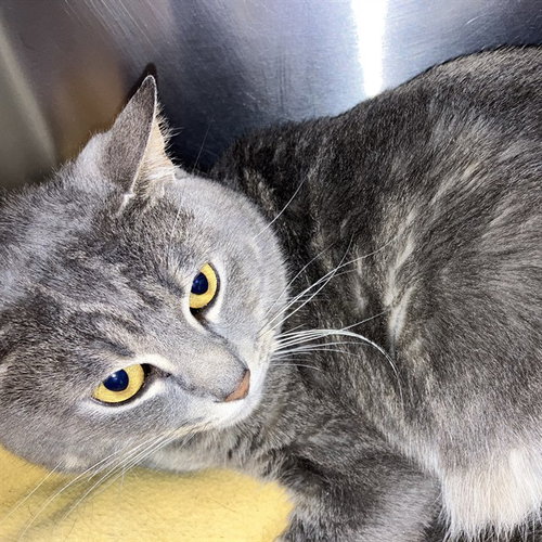BRAM, a cat for adoption from Friends of the Alameda Animal Shelter