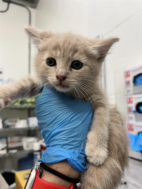 CHASE, a cat for adoption from Friends of the Alameda Animal Shelter