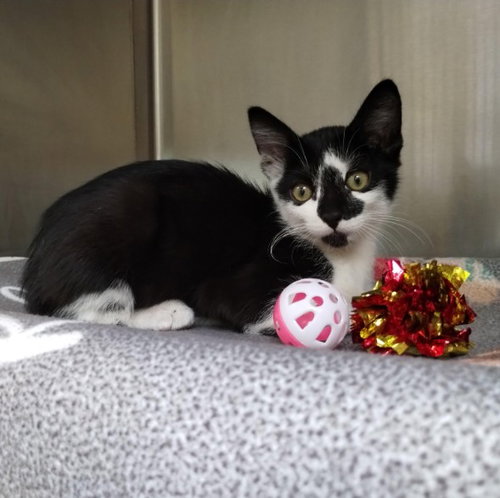YANG, a cat for adoption from Friends of the Alameda Animal Shelter