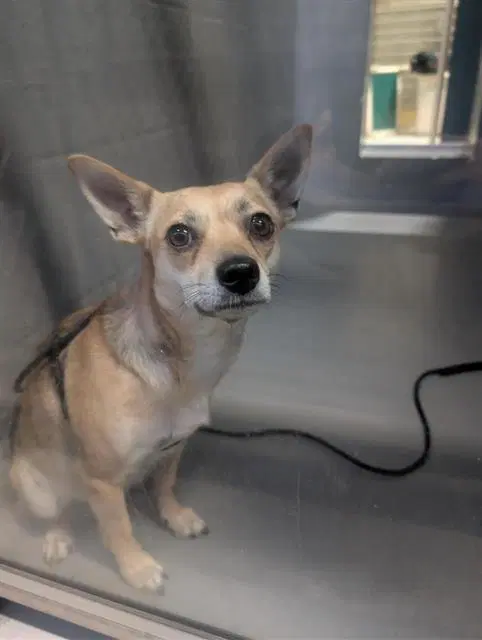 Sandi - Chihuahua