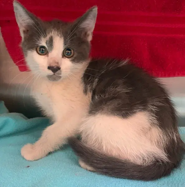 Sheffield - Domestic Short Hair