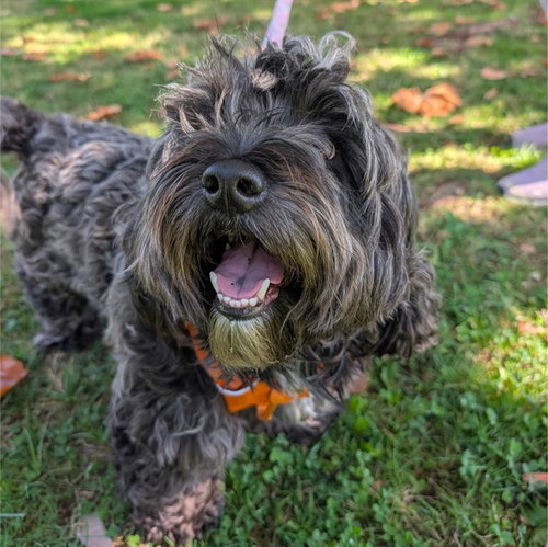 OZZY, a dog for adoption from Friends of the Alameda Animal Shelter