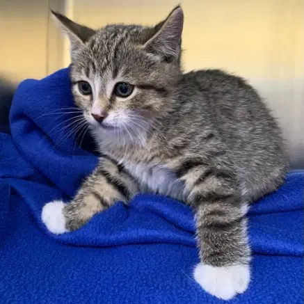 Moxie - Domestic Short Hair