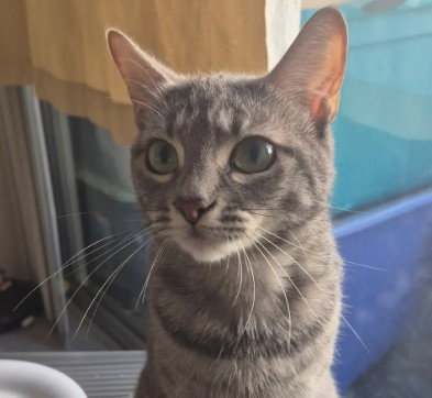 NAYELI, a cat for adoption from Friends of the Alameda Animal Shelter