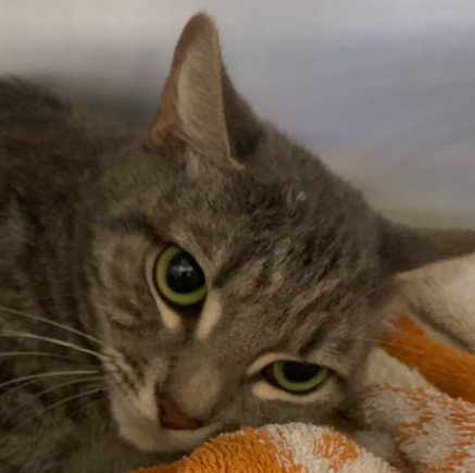 NENA, a cat for adoption from Friends of the Alameda Animal Shelter