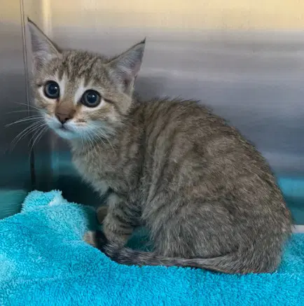 Raya - Domestic Short Hair